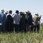 کشاورزی شور؛ راهکاری نویدبخش برای مقابله با چالش شوری