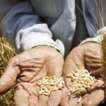 مرادی: افزایش ۶ برابری تولید کشاورزی با محوریت دانش‌بنیانی